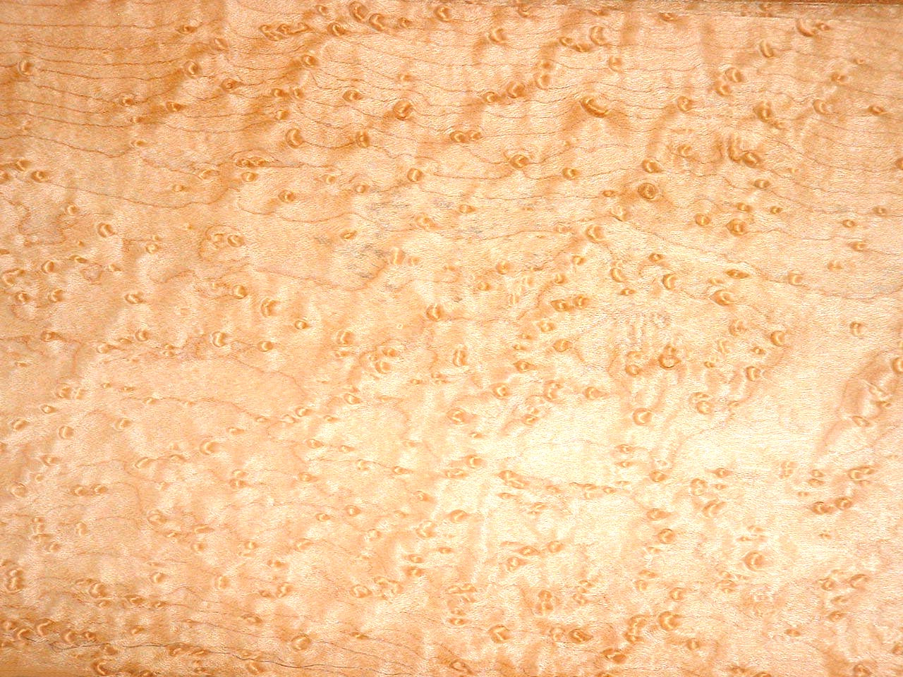 Bird In Everything: Birds Eye Maple