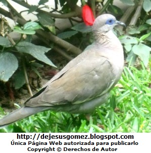 Paloma Paloma, pertenece al reino animalia. Foto de paloma tomada por Jesus Gómez