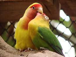 lovebird over birahi lovebird over birahi, lovebird birahi