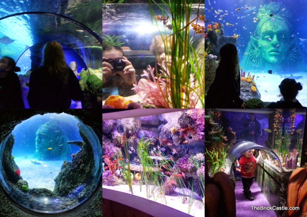 Collage of images SeaLife Manchester Trafford Centre