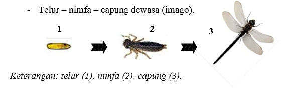 Bedah Kisi Kisi USBN SD 2021 IPA Bab Daur  Hidup 