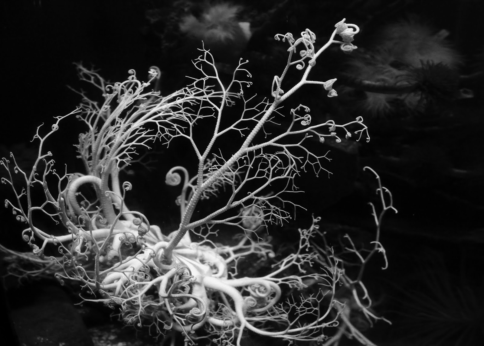 Arq. Myriam Mahiques´art: Coral structure. Estructura de coral.