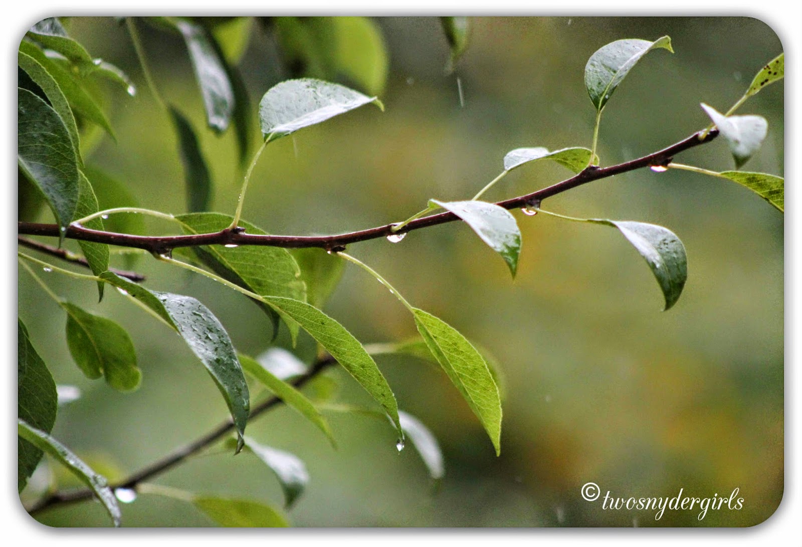 rain dripping off trees