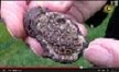Encuentran "crustáceo extraterrestre" en meteorito.