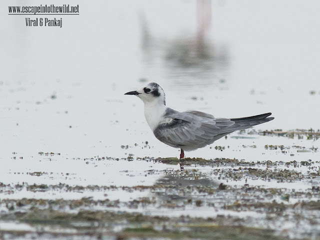 white-winged tern white-winged black tern