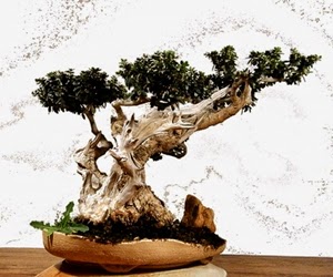 <img src="bonsai13.jpg" alt="foto bonsai">