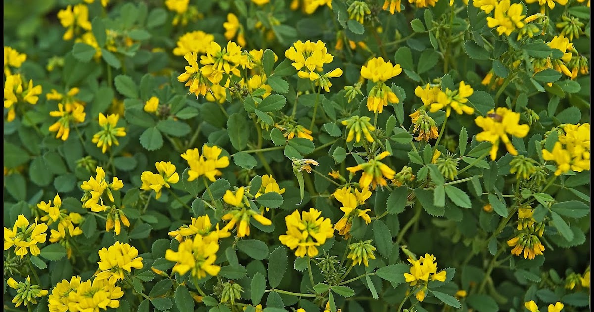 Variety of Life Fabeae