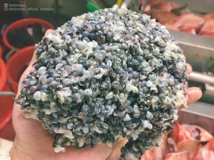 Ikan Laut Dalam Roman Fedortsov