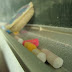 A EDUCAÇÃO para o TRÂNSITO (estamos educando?)