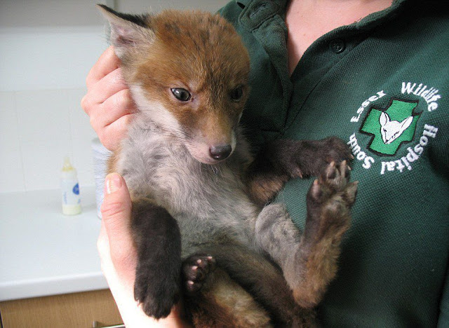A fox cub caked in mud pit rescued from hole on a London construction site, baby fox, fox pictures