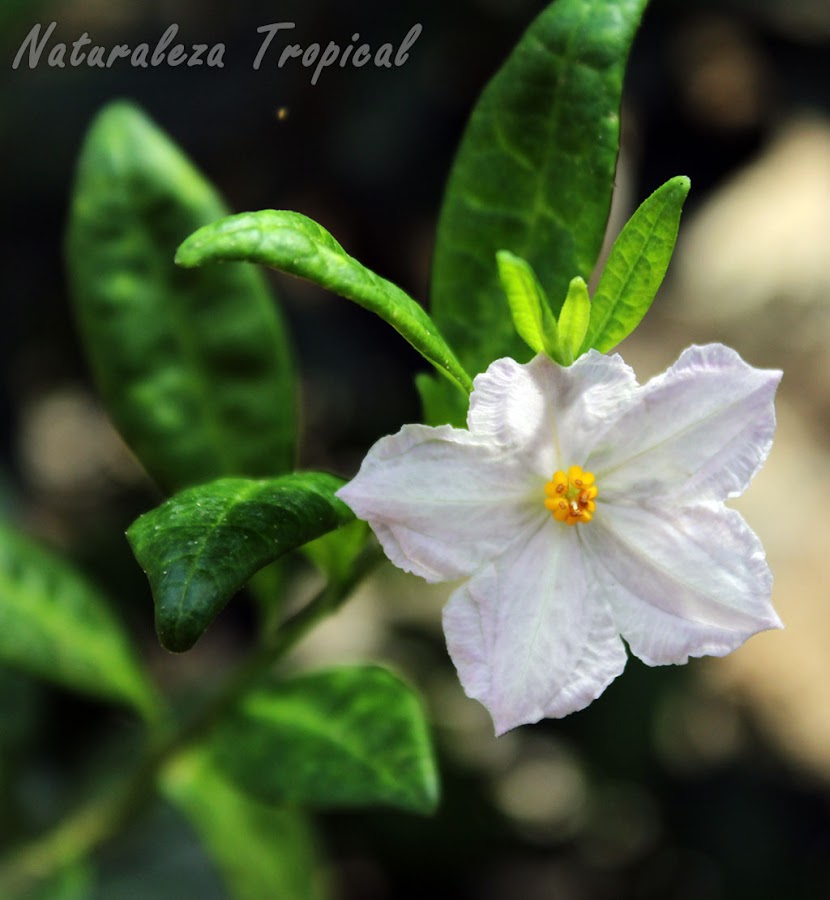 Otra imagen de las flor característica de la planta Solanum havanense