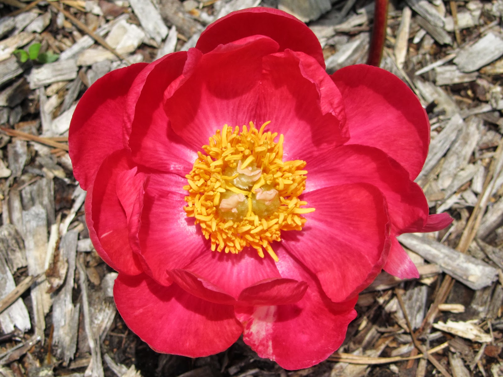 Southern Peony 2013 Peony 'Grace Root' Adventitious Bud Stem Flower