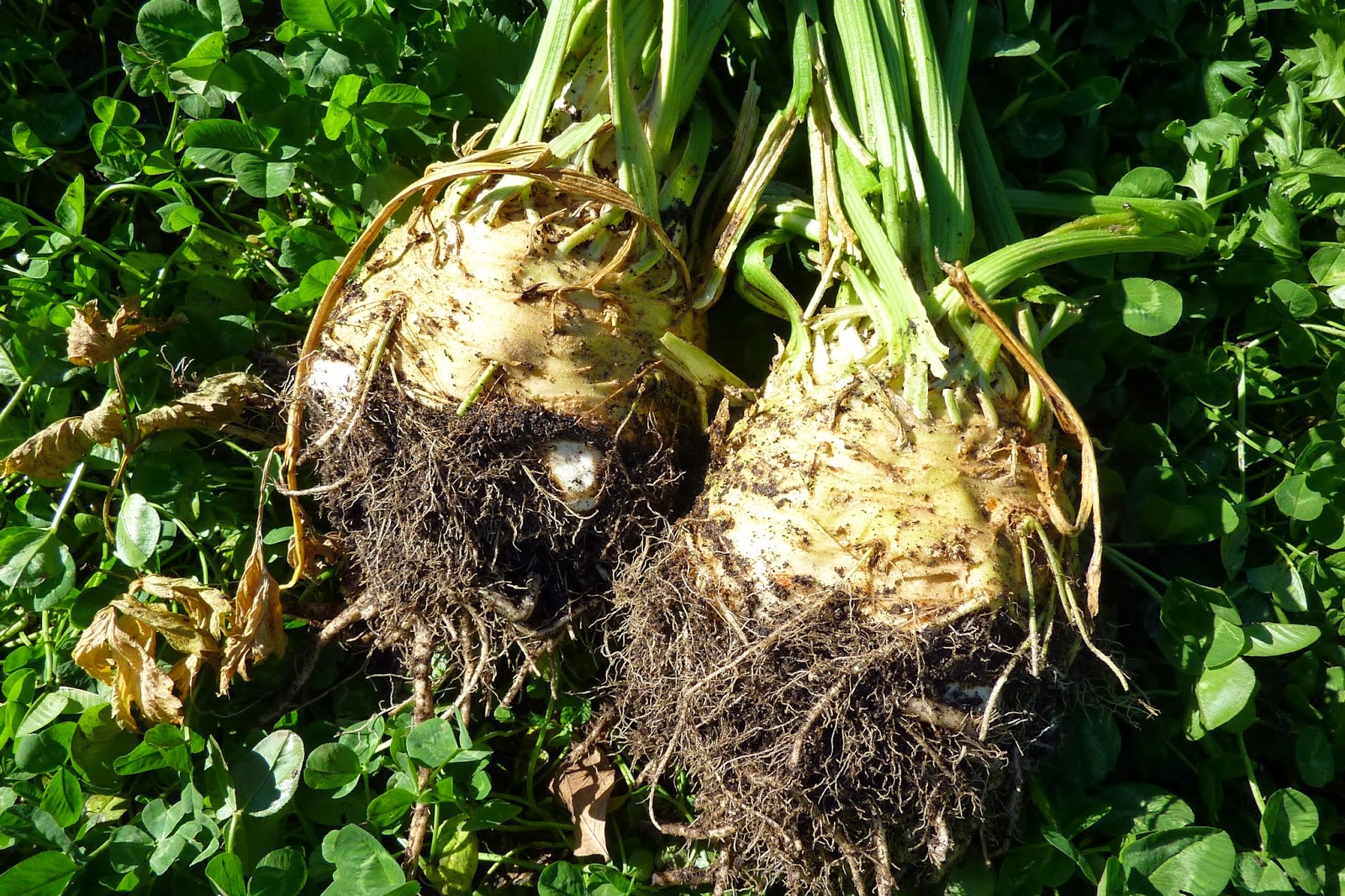 BE-ing Rooted: a Practice in Essential Living: Celeriac and more