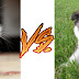 Cachorro ou gato? Qual você prefere? Vote na enquete!