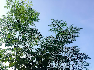 Moringa Oleifera Plant Leaves In The Morning Sunlight At Badung, Bali, Indonesia