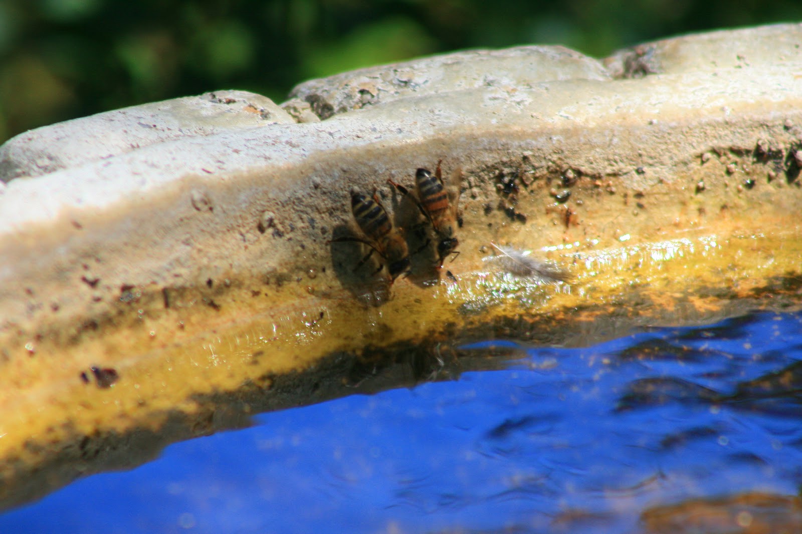 Geoff Thompsons Blog Rescuing Bees from Drowning