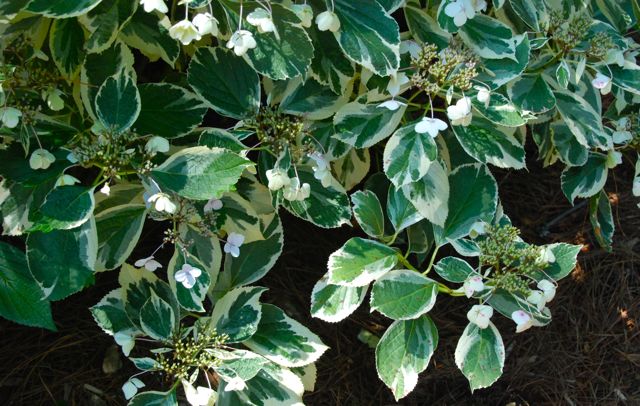 Variegated Bigleaf Hydrangea, Hydrangea macrophylla 'McRachael', was one of my favorites for foliage.