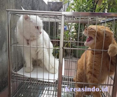 Jasa Kandang Kucing Stainless Jakarta dan sekitarnya Harga Murah Jasa Kandang Kucing Stainless Jakarta dan sekitarnya Harga Murah