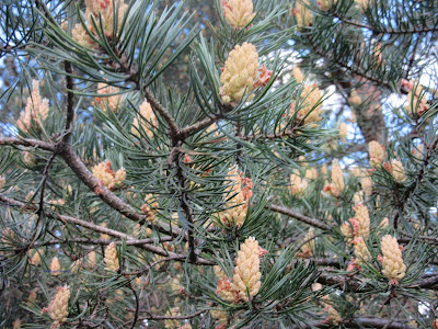 Kukkiva mänty - blooming pine