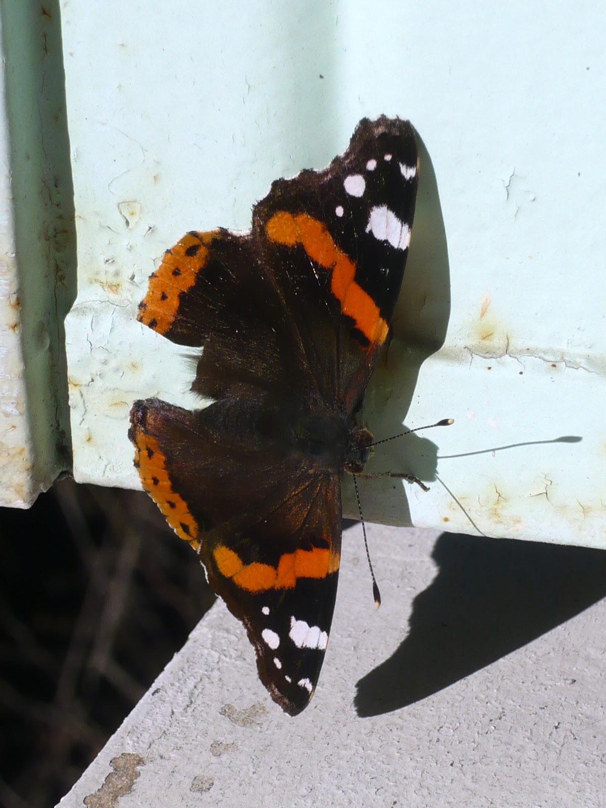 Papillon Qui Se Pose Sur Moi Islam Un papillon s'est posé...