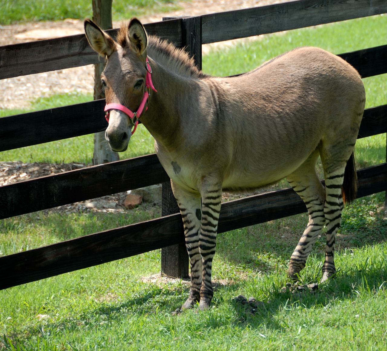 NEW to KNOW 7 Zonkey amazing facts
