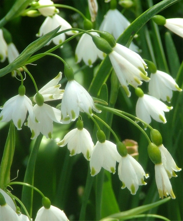 Gardening in Central Oregon Dig Now for Spring Bulbs
