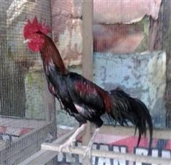 Sejarah Perkembangan Ayam Birma Sejarah Perkembangan Ayam Birma