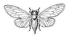 Ordo Homoptera Ordo Homoptera