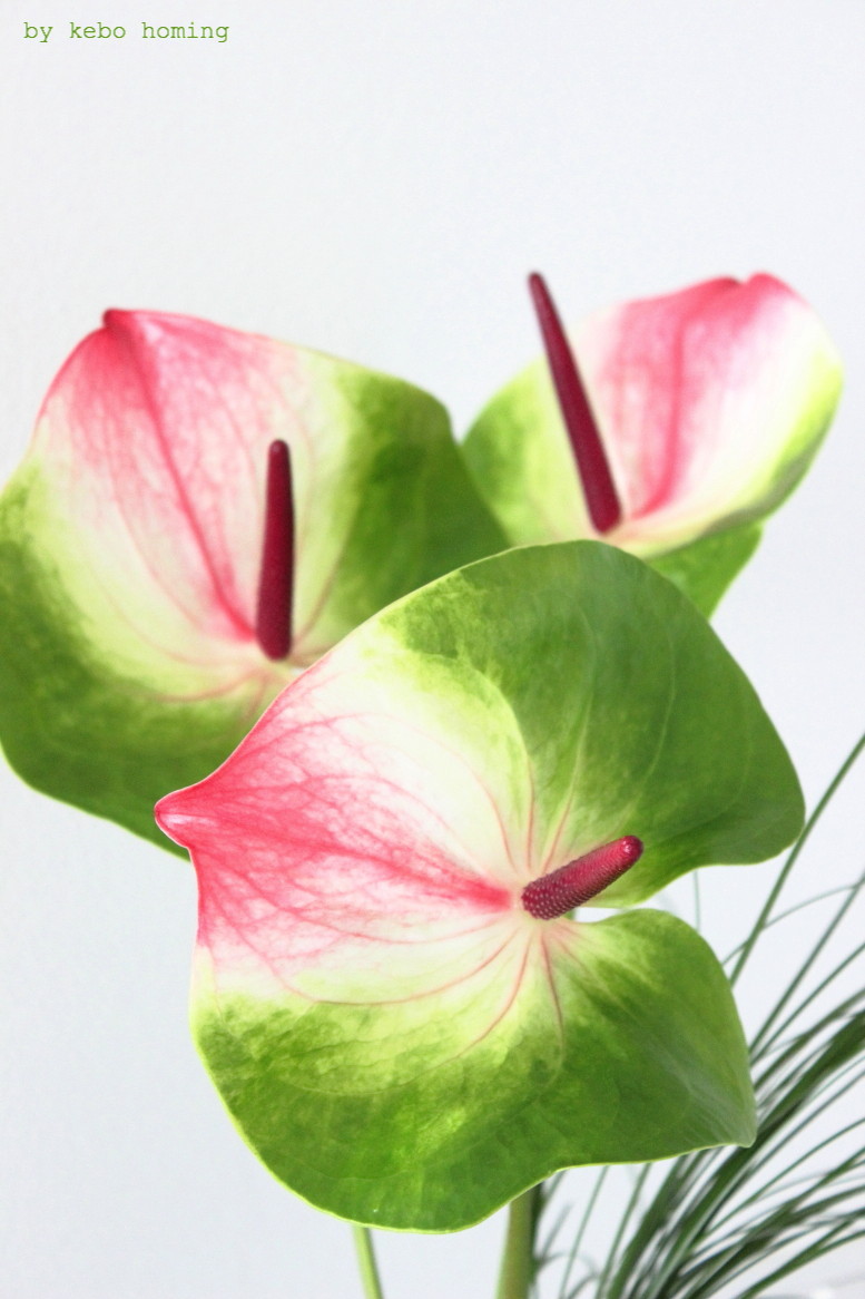 Besondere Anthurien in grün pink für die Blumen am Freitag bei kebo homing, dem Südtiroler Food- und Lifestyleblog