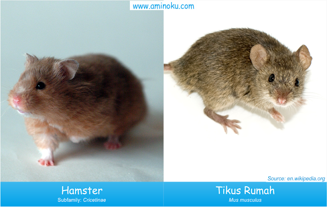 Perbedaan hamster dan tikus rumah Perbedaan hamster dan tikus rumah