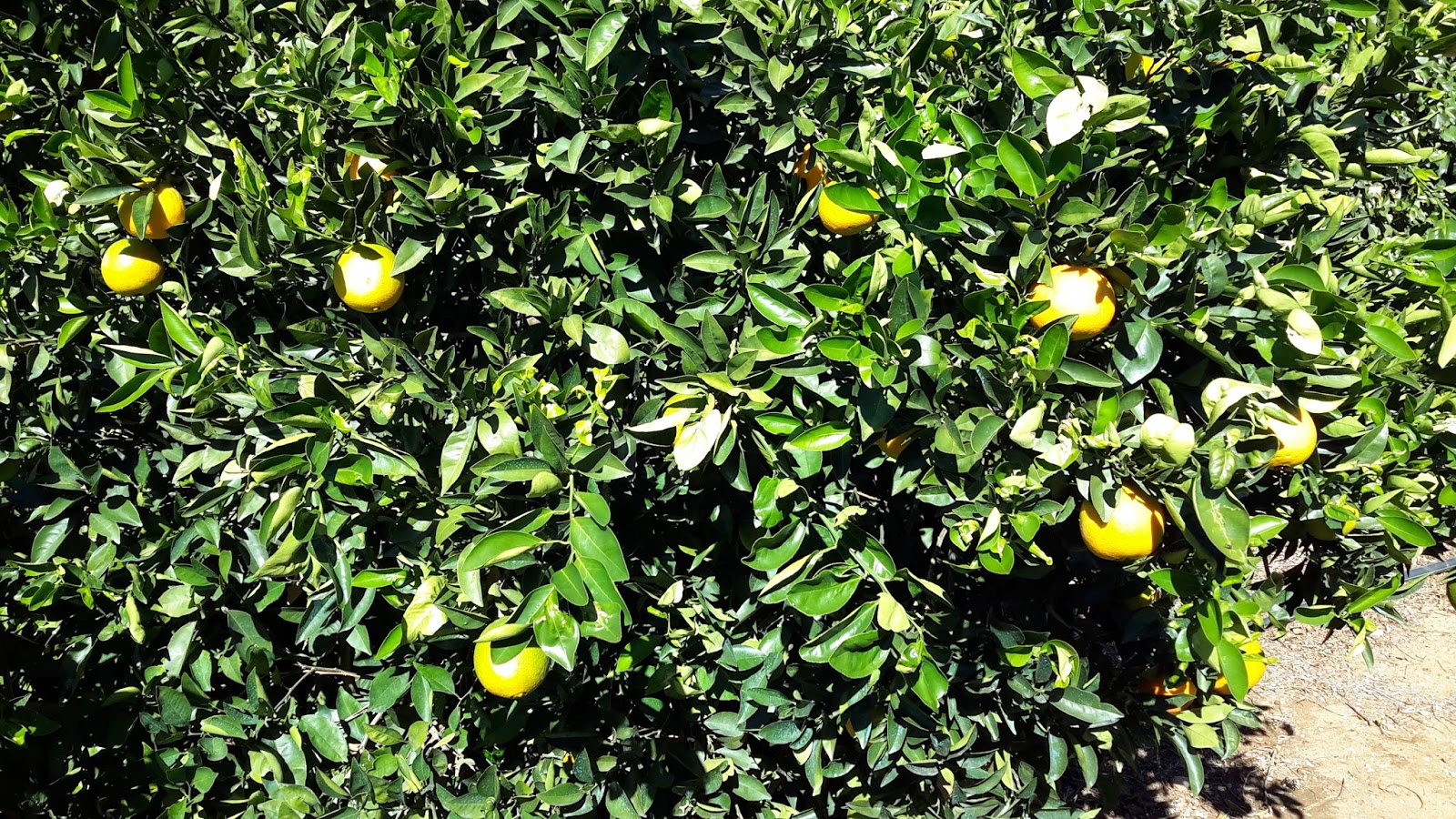 LEÓN MOTTA 6°A MIS NARANJOS