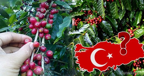 Türkiye�de Kahve Ağacı Yetişir mi? KahveKafe