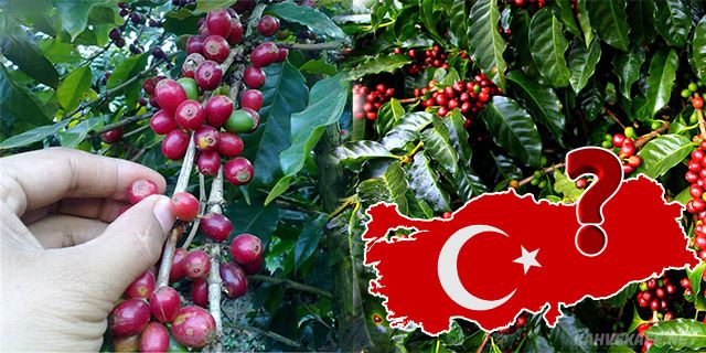 Türkiye�de Kahve Ağacı Yetişir mi? Türkiye�de Kahve Yetiştiriciliği ve