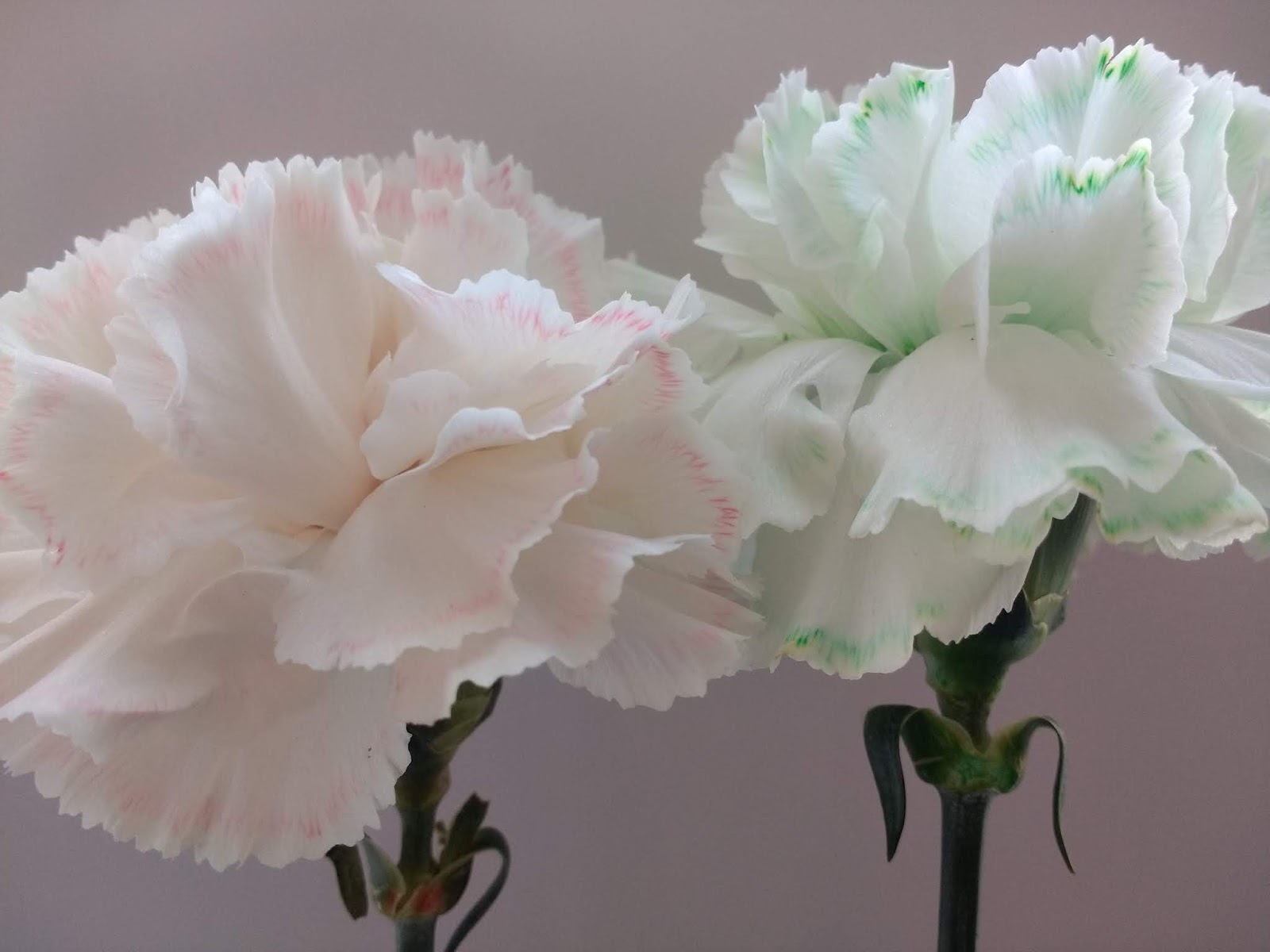 Dying Carnations Fun Science Experiment for Kids