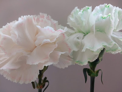 Dying Carnations: Fun Science Experiment for Kids