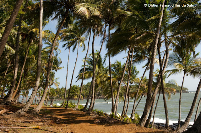 guyana francese