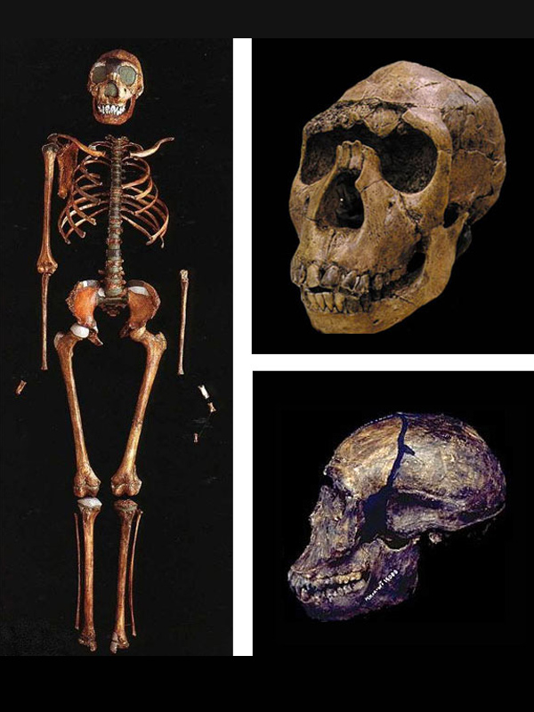 Древнейший человек острова ява. Хомо хабилис хомо эректус. Останки питекантропа были найдены. Останки питекантропа были найдены. Австралопитеки раскопки.