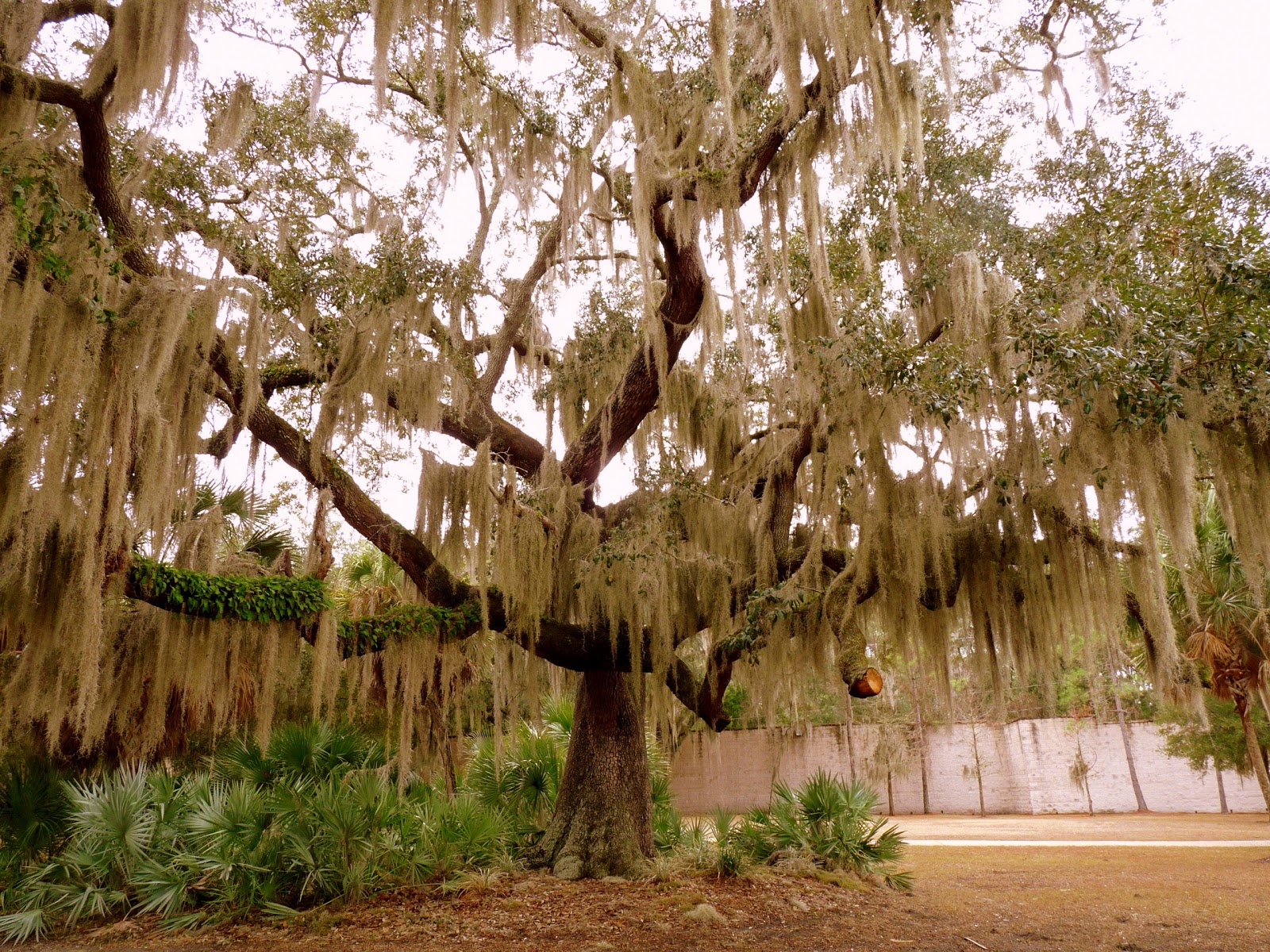 The Retirement Chronicles Oak Trees With Spanish Moss Monday May 16 2017