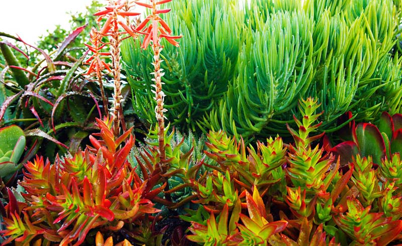 The "kelp"