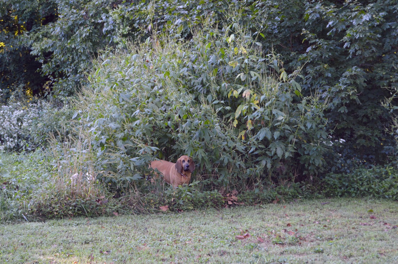 Where Do The Ingredients In Earthborn Dog Food Come From Where Do The Ingredients In Earthborn Dog Food Come From