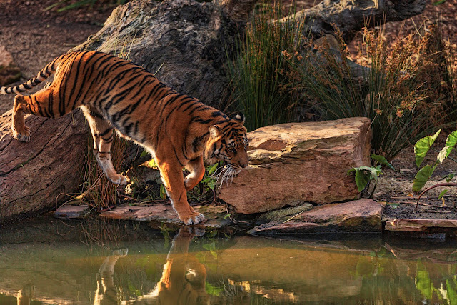 animal pictures animal pictures