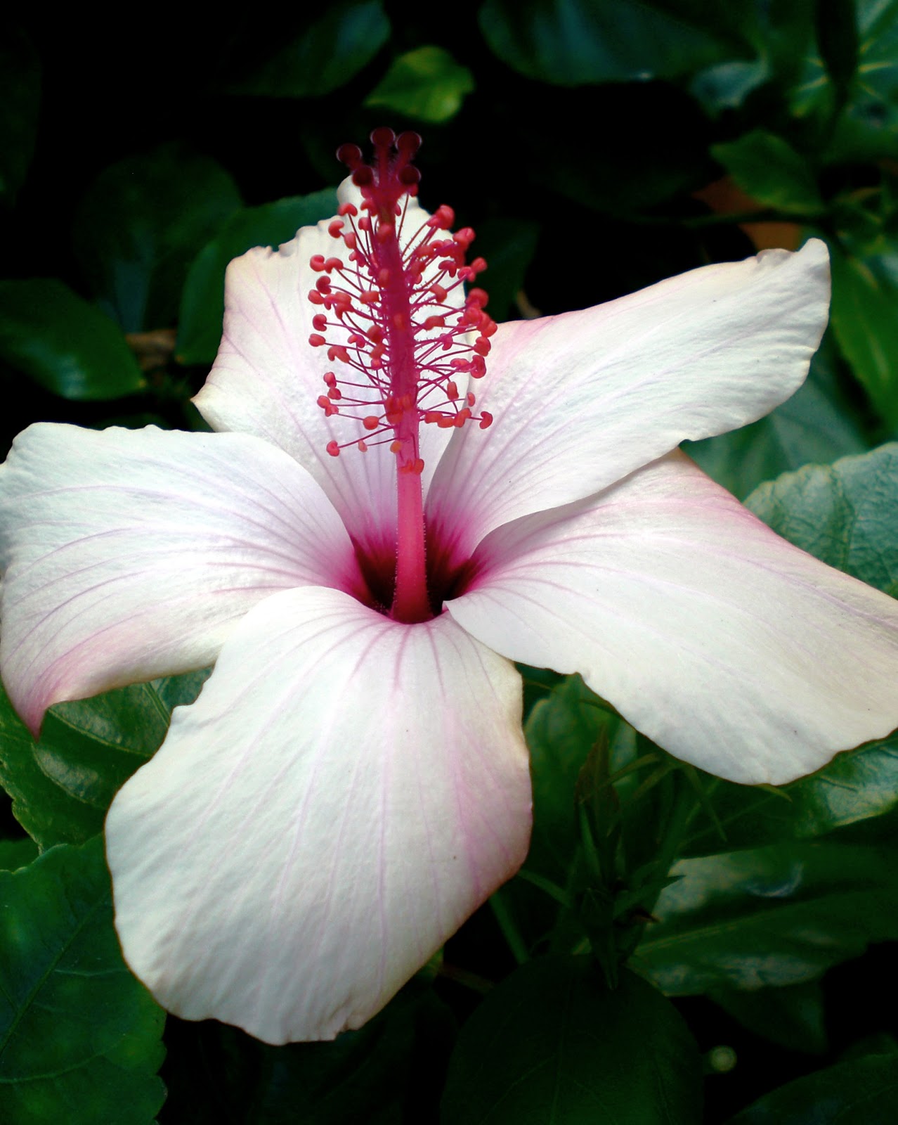 Exotic tropical flowers photos - Just for Sharing