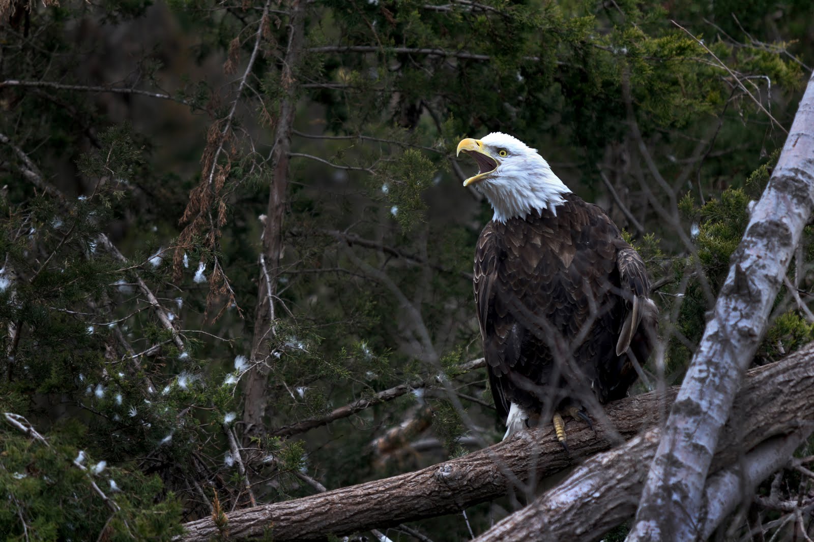 Andrew Willoughby: Photography: Nebraskan Birds of Prey