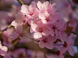 sakura cherry blossom blossoms