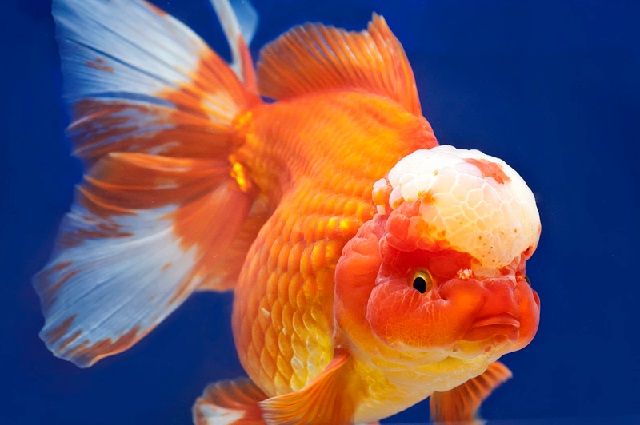 Jenis Ikan Mas Koki Termahal Beserta Gambarnya