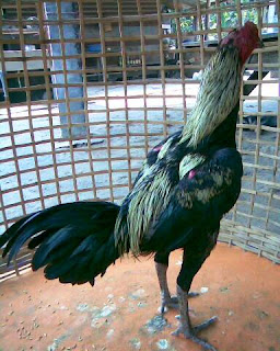 Ayam Bangkok Jalak (Wido) Ayam Bangkok Jalak (Wido)