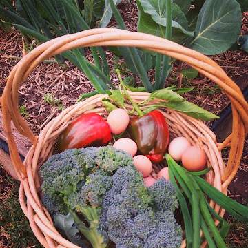 Winter Harvest