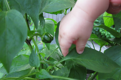 We have a Pepper!