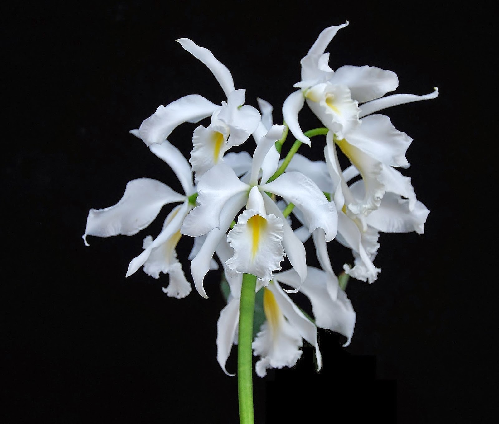 Get to know all about Cattleya Alliance orchids.