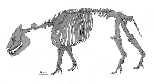 miocene mammals